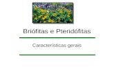 Briófitas e Pteridófitas Características gerais. esporófito gametófito Briófitas; musgos Totalmente dependente do gametófito.