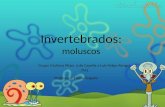 Invertebrados: moluscos Grupo 3:Juliana Pitzer, Julia Capella e Luis Felipe Rangel. 7M1 Professora: Eliana Salgado.