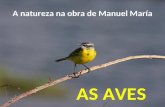 AS AVES A natureza na obra de Manuel María. Paxaros.