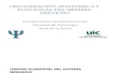 organizacion estructural y funcional del sistema nervioso.pdf