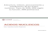 Estructura Síntesis Procesamiento y Metabolismo Acidos Nucleicos