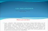3.- La Neurona (1)