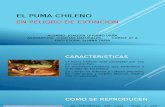 El Puma chileno Trabajo Ciencias Naturales.pptx