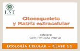 Clase 11- Citoesqueleto y MEC