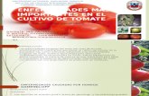 Presnt tomate.pptx