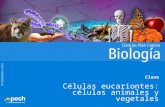 Clase 5 Células Eucariontes Animales y Vegetales 2016