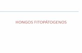 HONGOS fitopatogenos