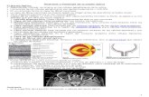 4. Anatomía y Patología de La Papila Óptica