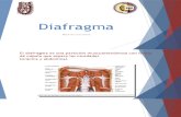 Desarrollo embrionario del diafragma
