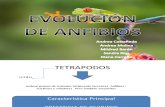 Anfibios Evolucion Expo