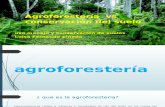 Agroforestería vs Conservación Del Suelo