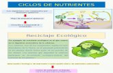 Parte 4 ciclos de nutrientes.pptx