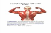 Cantidad de Musculos en El Cuerpo Humano