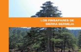 Rutas Los Pinsapares de Sierra Bermeja