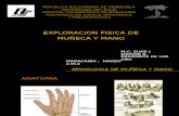 3.-Exploracion Fisica de Muã‘Eca y Mano.