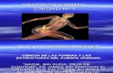 Inst. Quirúrgica - 1º Año - Anatomía - Unidad Nº1 - Anatomía Normal(2)