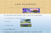Las Plantas - Flores