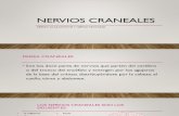 Nervios Craneales Secreciones