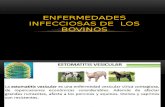 3-ENFERMEDADES INFECCIOSAS DE LOS BOVINOS.pptx