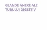 06.Glande Anexe 2016 Histologie