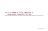 Regulacion de La Expresion Genica en Eucariontes (IV) Tarea