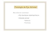 Endocrino Adrenales y Tiroides