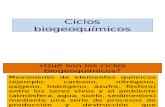 Ciclos Biogeoquímicos Ciclo Del Carbono