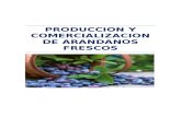 Produccion y Comercializacion de Arandanos Fresco 2