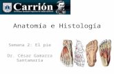 Anatomía e Histología 02