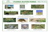 Flora Autóctona Dunas