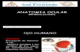 Clase 01- Globo Ocular Generalidades