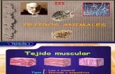 Tejidos Animales 1ºBAC (III) Muscular