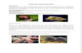 Clasificacion de Los Animales Vertebrados e Invertebrados