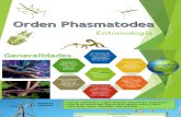Entomología Phasmatodea.pptx