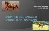 Andares Del Caballo Criollo Colombiano