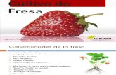 12.Cultivo de Fresa