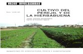 Cultivo Del Perejil y La Hierbabuena