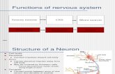 Excitabilidad en Neuronas (en Inglés, pero muy útil)
