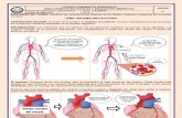 Guía #6 Sistema Circulatorio