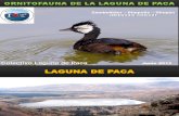 Laguna de Paca: presentación de primera revista sobre su ornitofauna (aves)