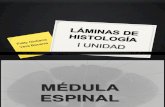 LAMINAS DE HISTOLOGÍA - I UNIDAD