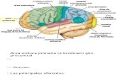 Configuración Interna Cerebro