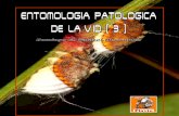 Entomología Patológica de la Vid. Parte III
