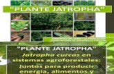 PLANTE JATROPHA