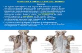Clase 04[1]. Músculos del Tórax y Abdomen (PPTshare)