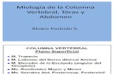 Miología de la CV, Tórax y Abdomen
