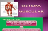 Sistemas Muscular
