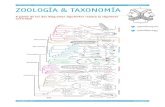 Actividad insectos taxonomía