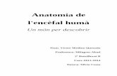 Anatomia de l'encefal humà