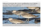 Observación de aves anilladas en Chile: ¿cómo los observadores ...